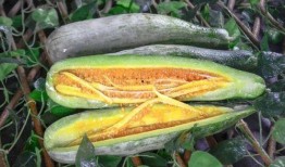 鄂明汗网红吃瓜,揭秘娱乐圈背后的秘密与真相